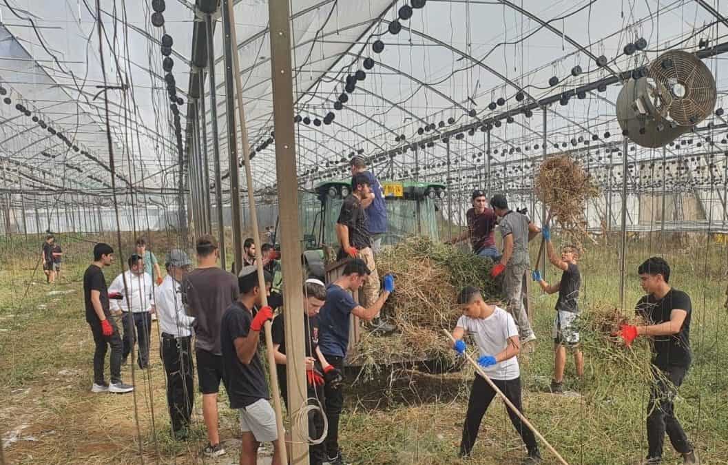 Harvests of Hope